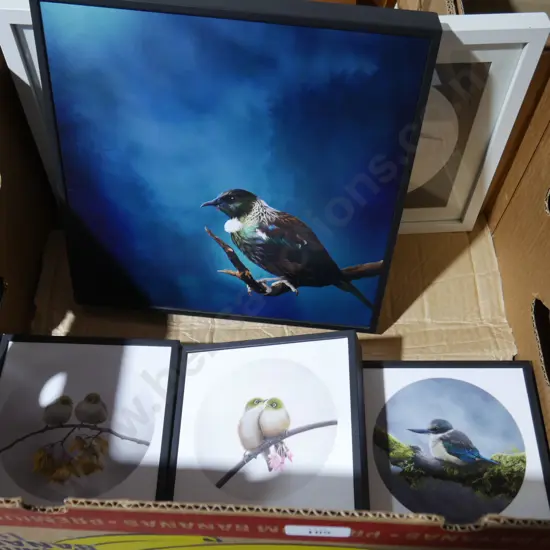 Bird artworks/pictures