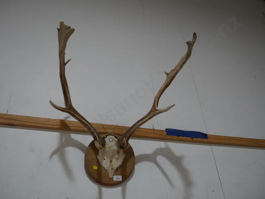 Antler Image 1++