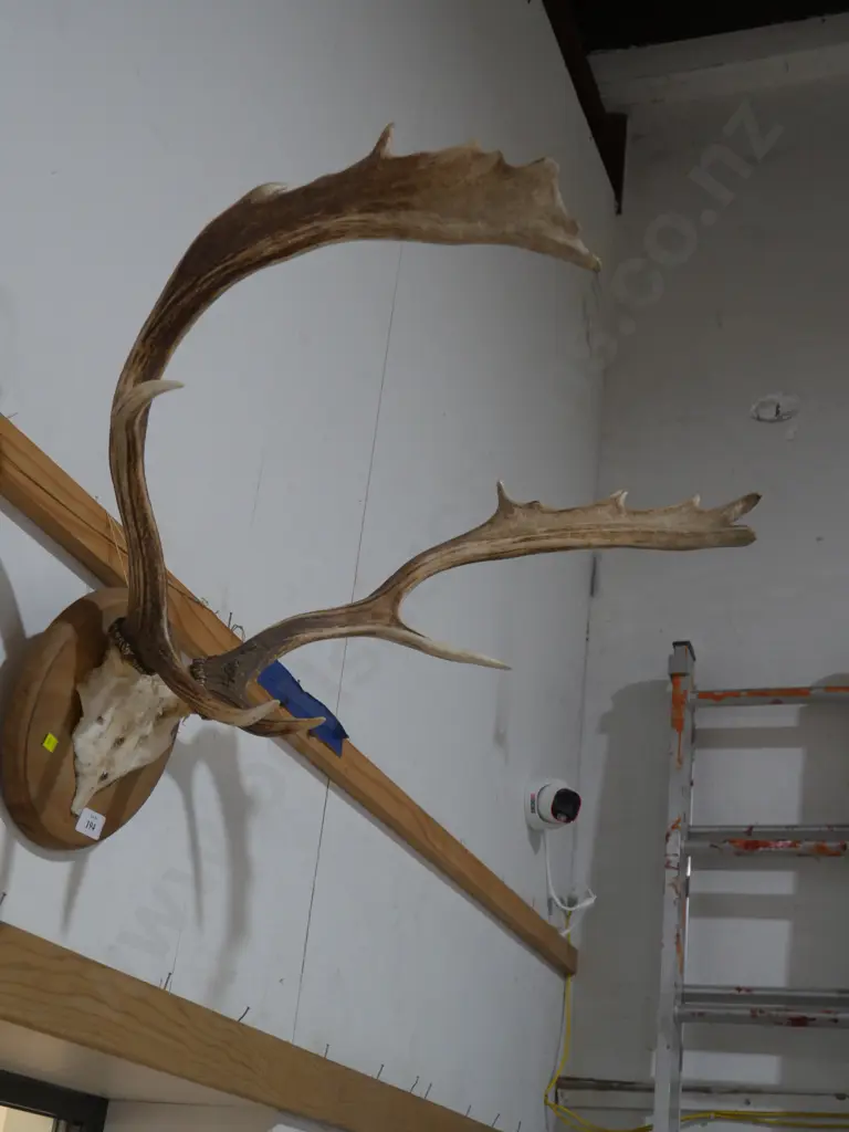 Antler Image 1++
