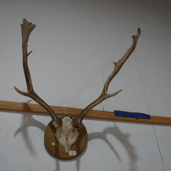 Antler
