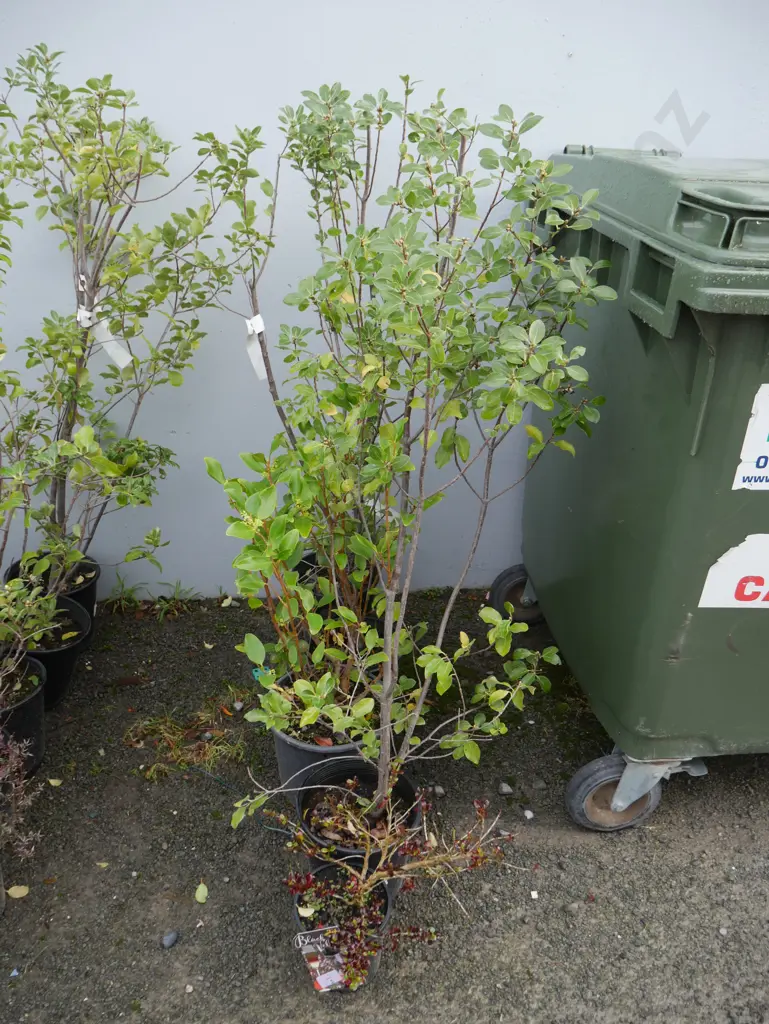 Assorted plants Image 1++