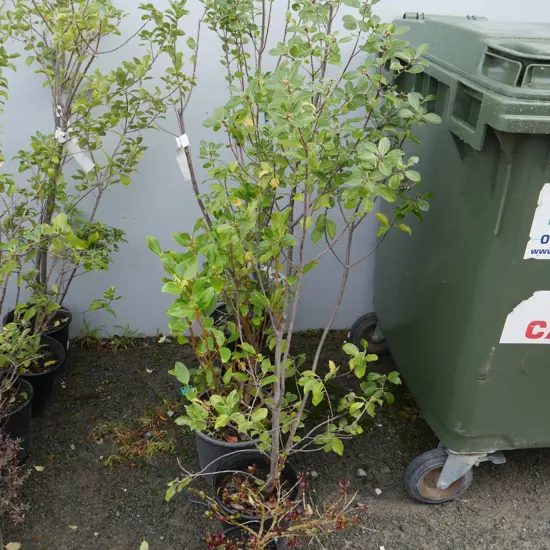 Assorted plants