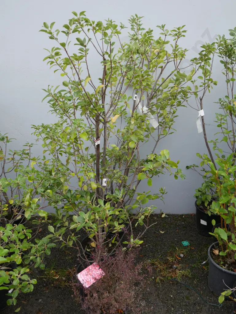 Assorted plants Image 1++