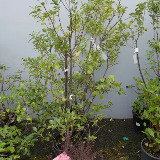Assorted plants