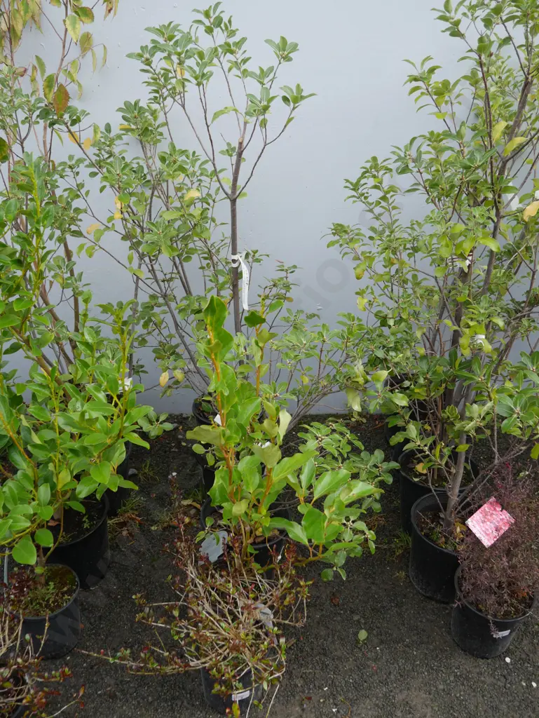 Assorted plants Image 1++