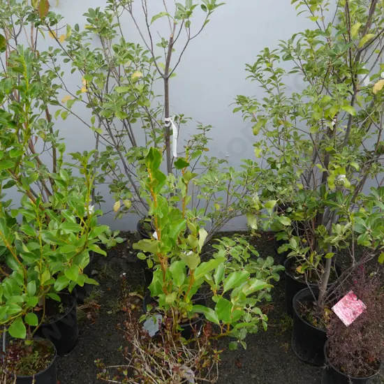 Assorted plants