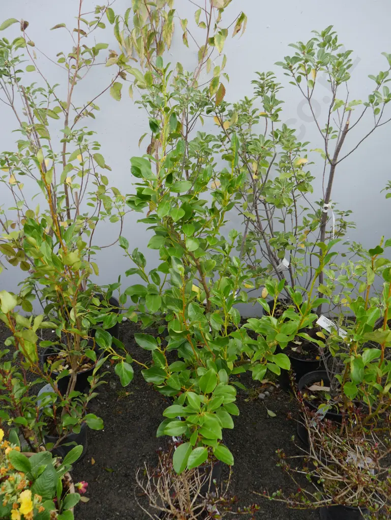 Assorted plants Image 1++