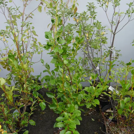 Assorted plants