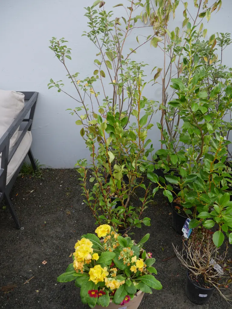 Assorted plants Image 1++