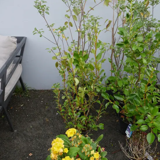 Assorted plants