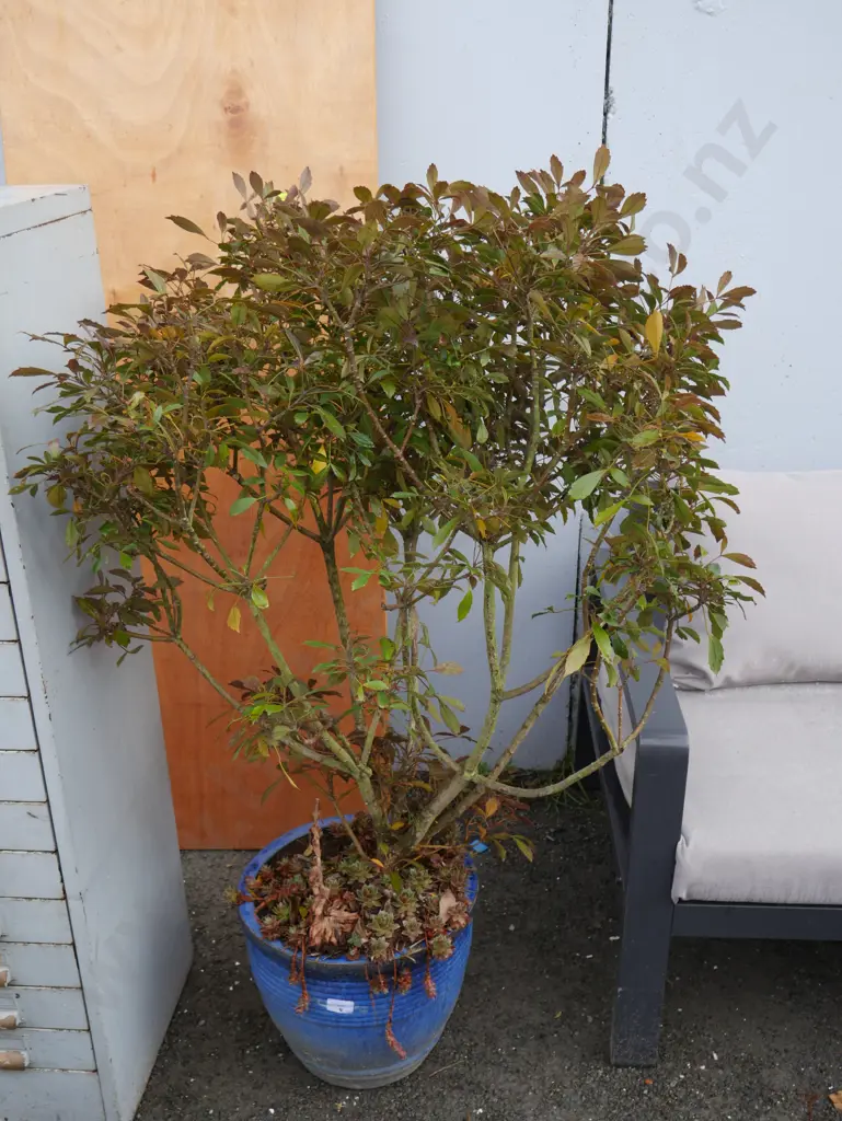 Potted plant Image 1++