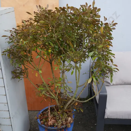 Potted plant