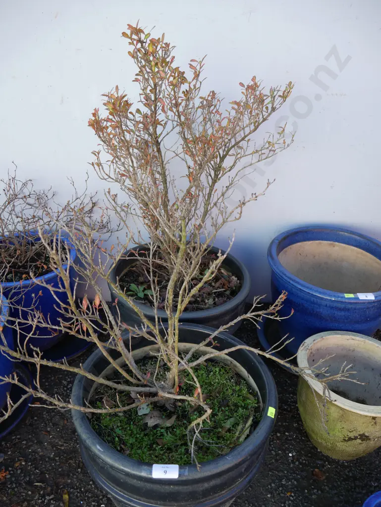 2 potted plants Image 1++