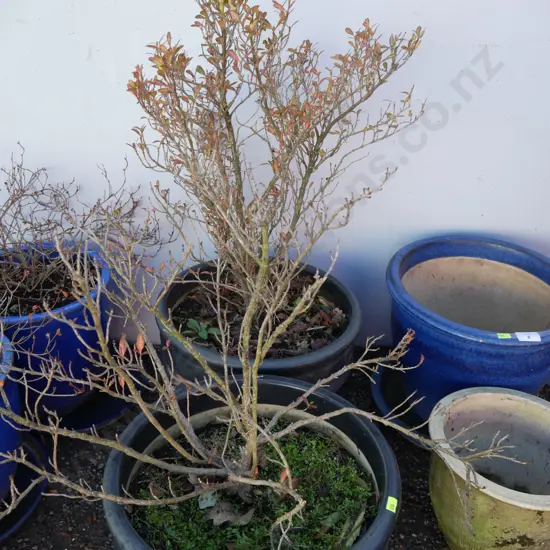 2 potted plants