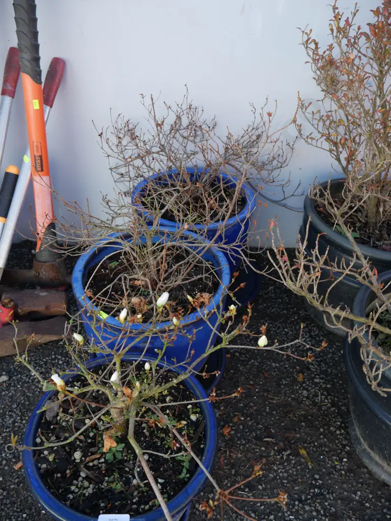 3 potted plants Image 1++