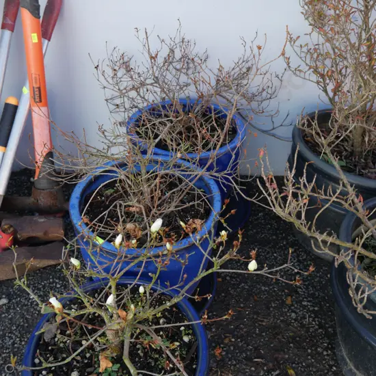3 potted plants