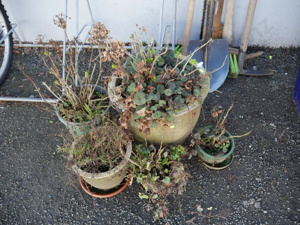5 potted plants Image 1++