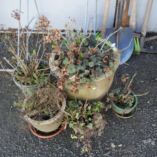 5 potted plants