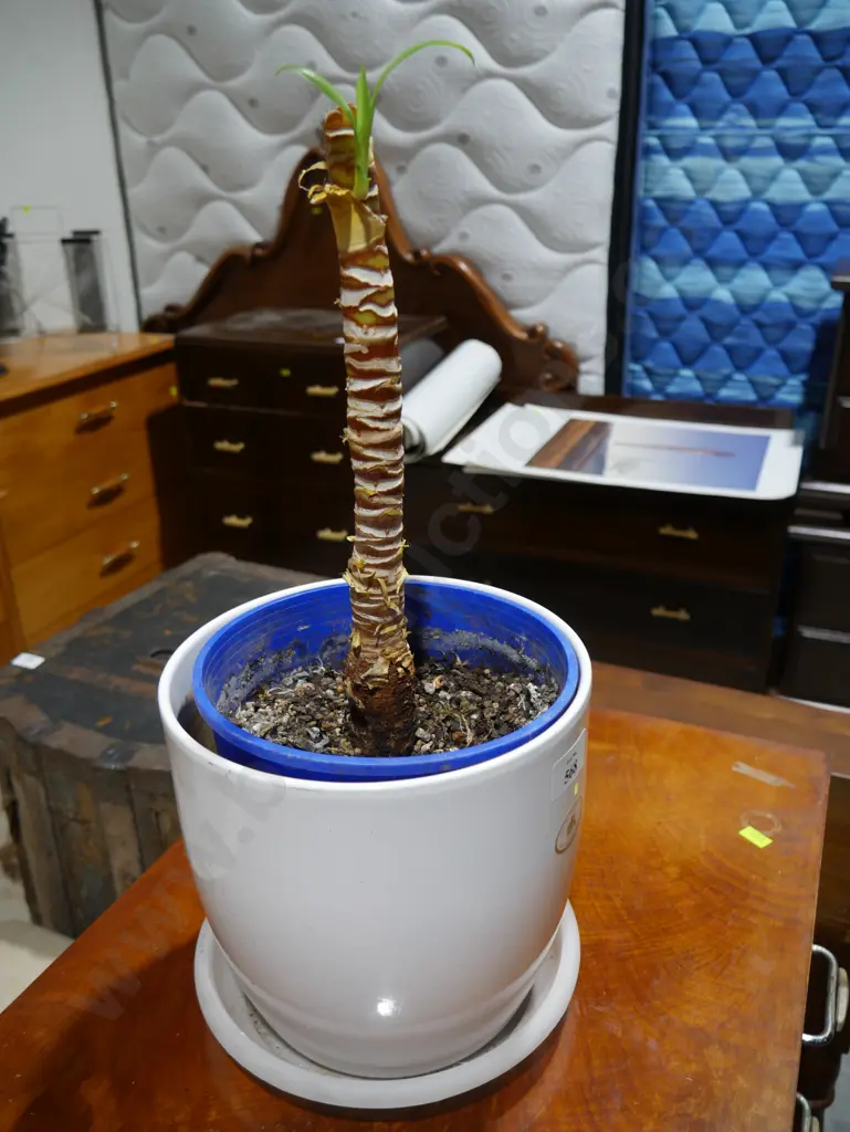 Plant Image 1++