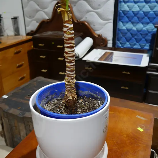 Plant