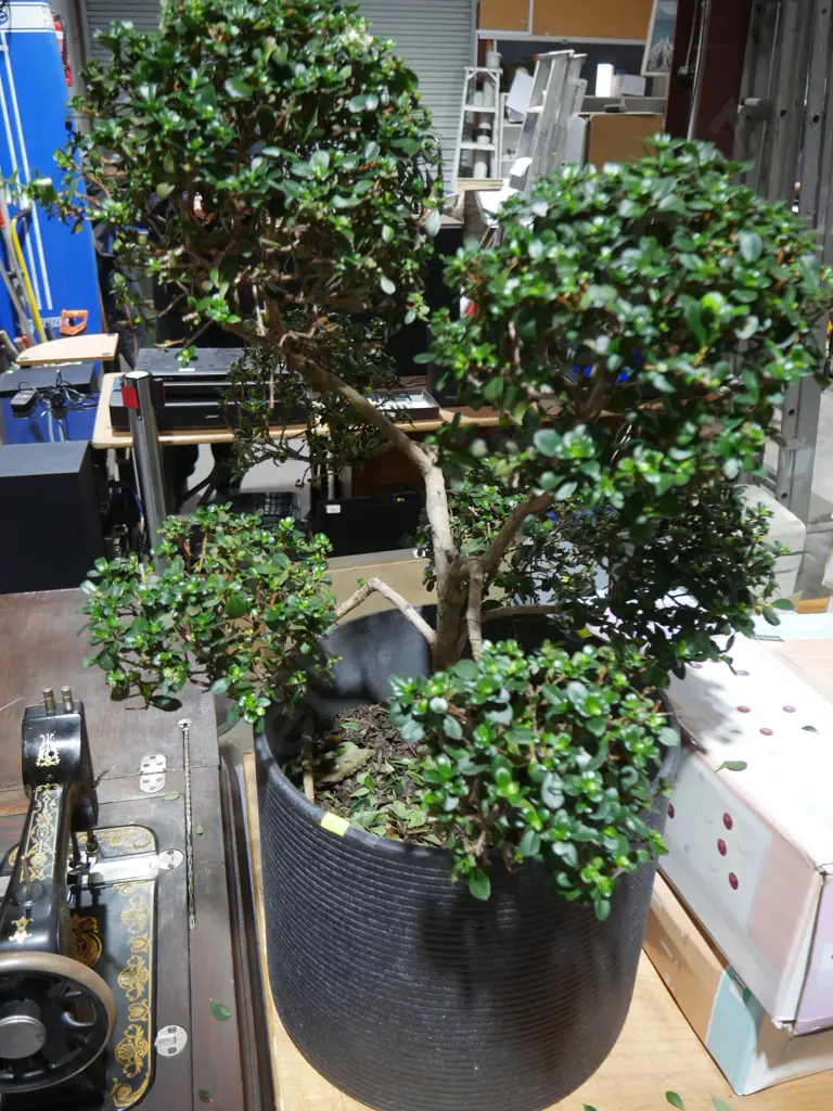 Bonsai tree Image 1++
