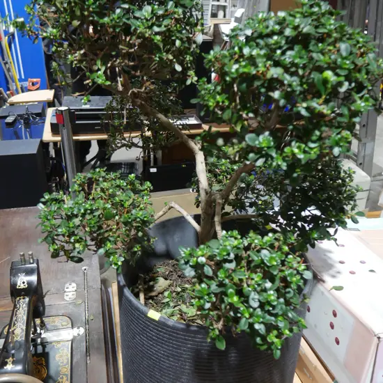 Bonsai tree