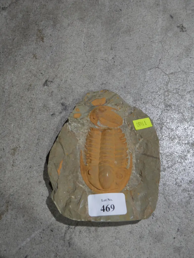 Fossil Image 1++