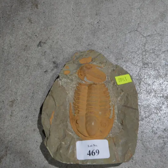 Fossil