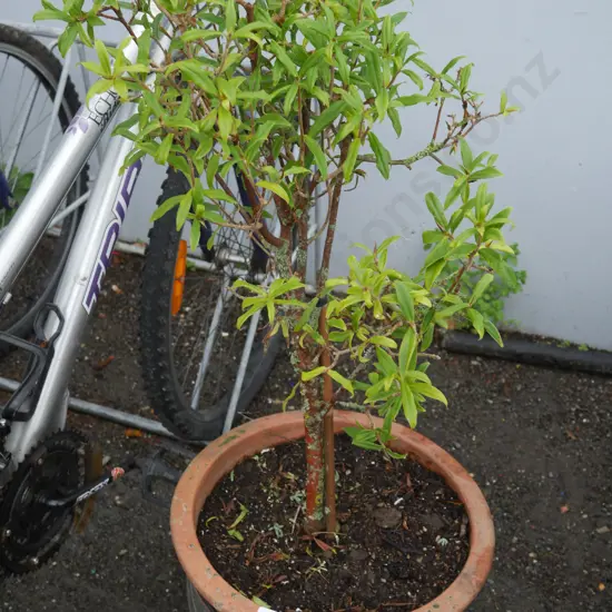 Plant and pot