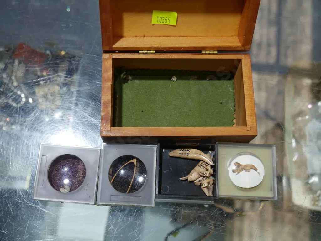 Animal bones Image 1++
