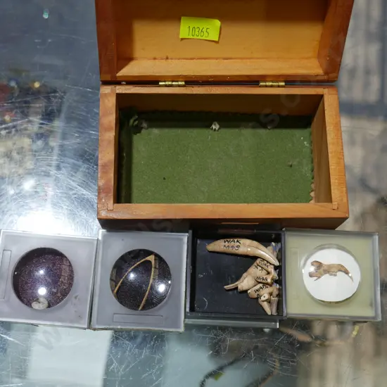Animal bones