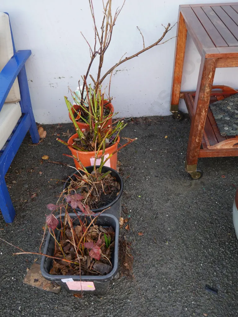 4 potted blackberries Image 1++