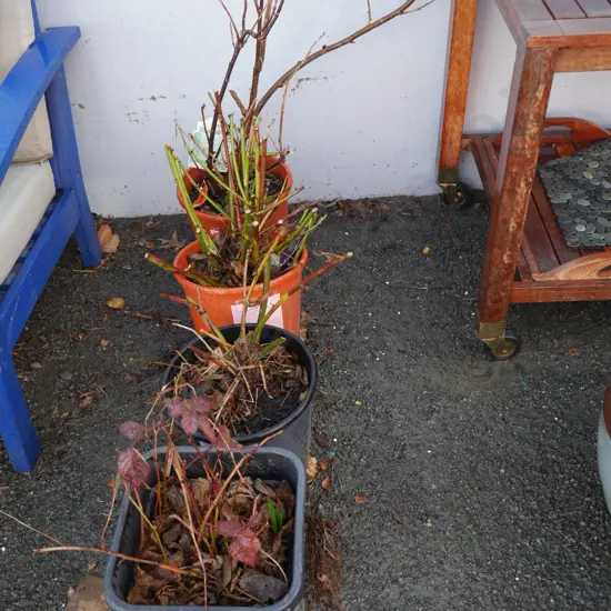 4 potted blackberries