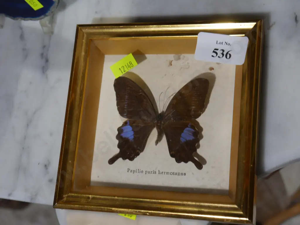 Framed butterfly Image 1++