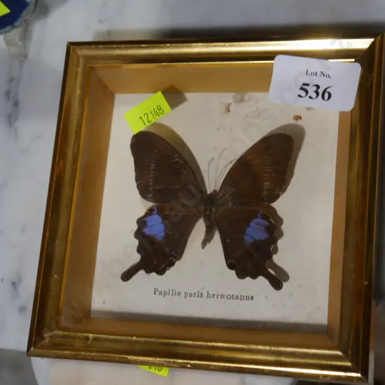Framed butterfly