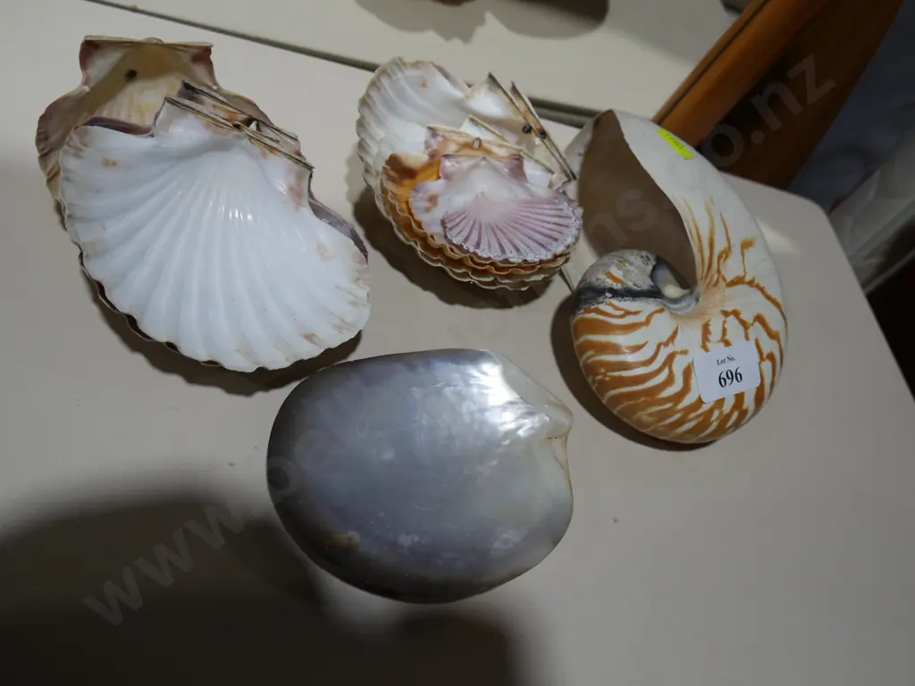Sea Shells Image 1++