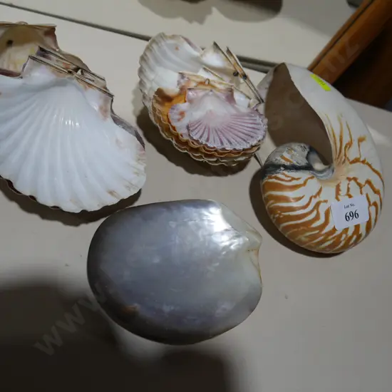 Sea Shells