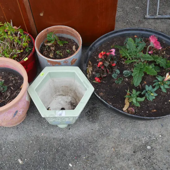 Plants and plant pots