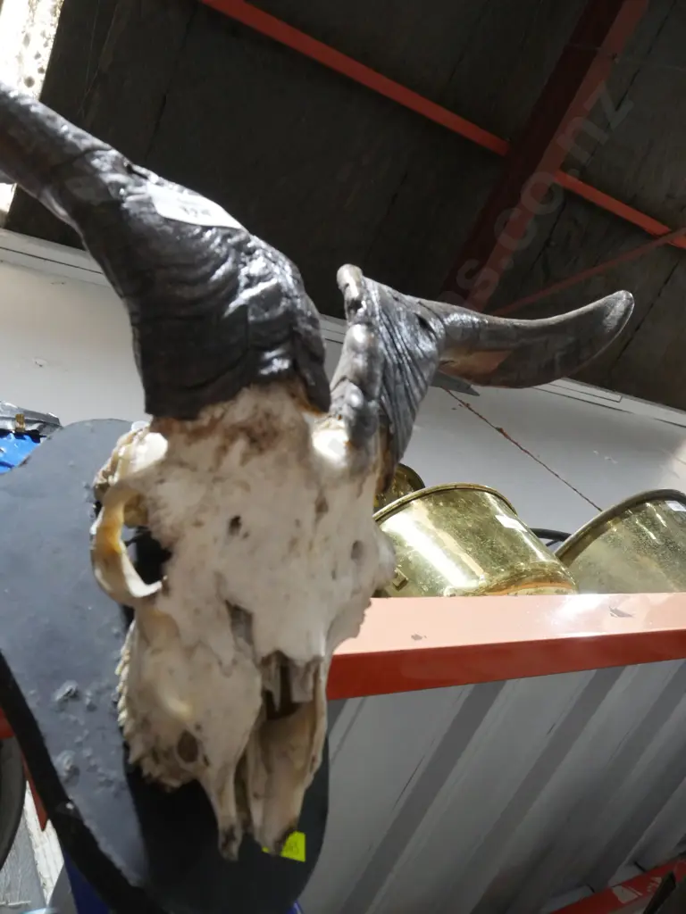 Ram skull Image 1++