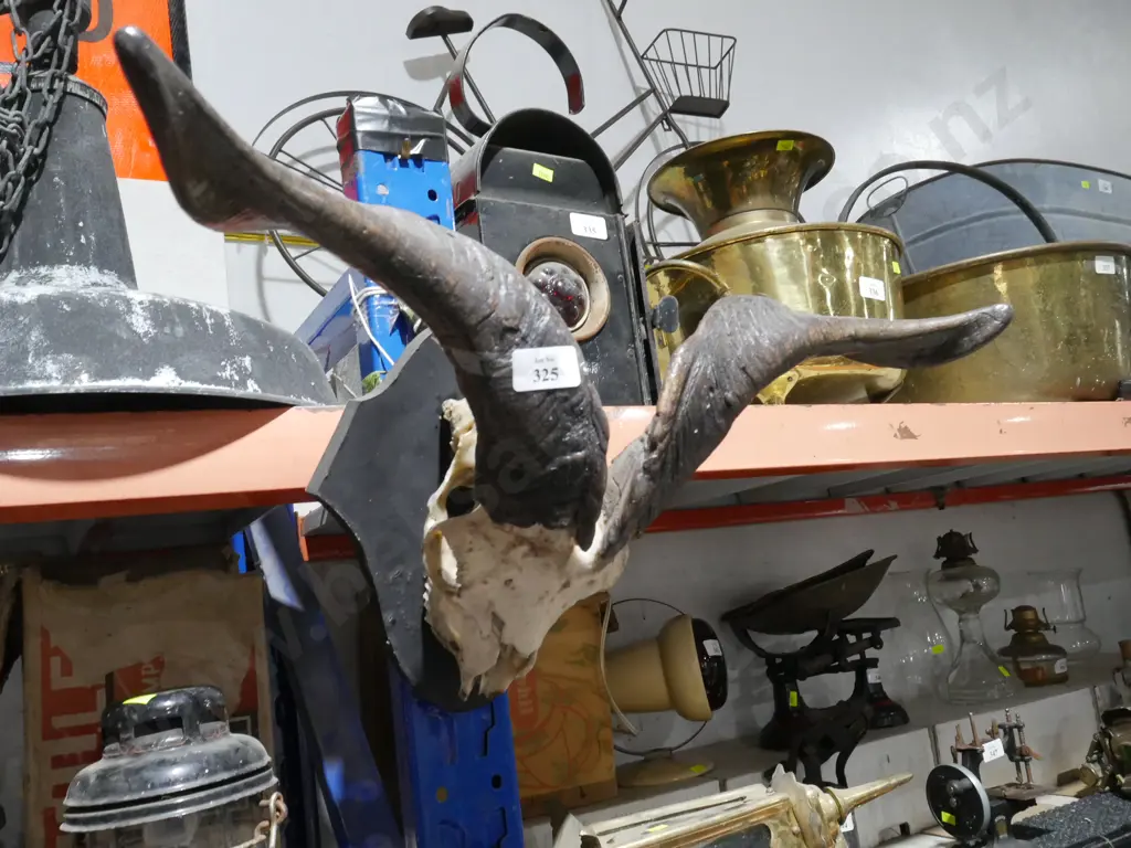 Ram skull Image 1++