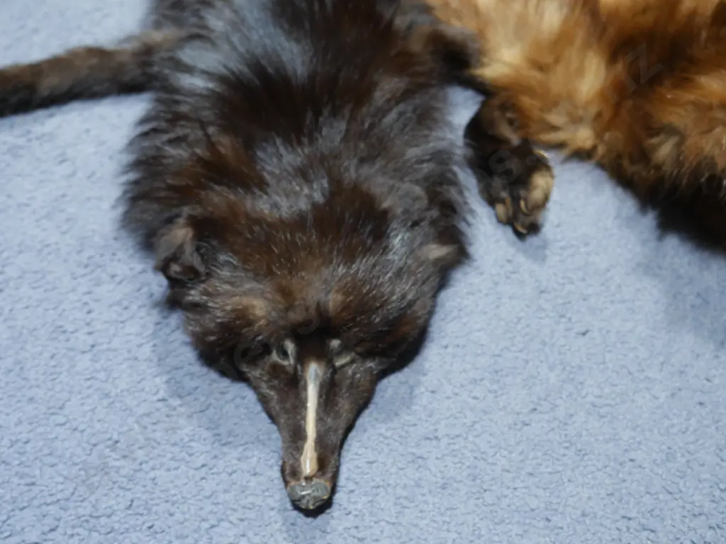 Fur pelt and stole Image 1++