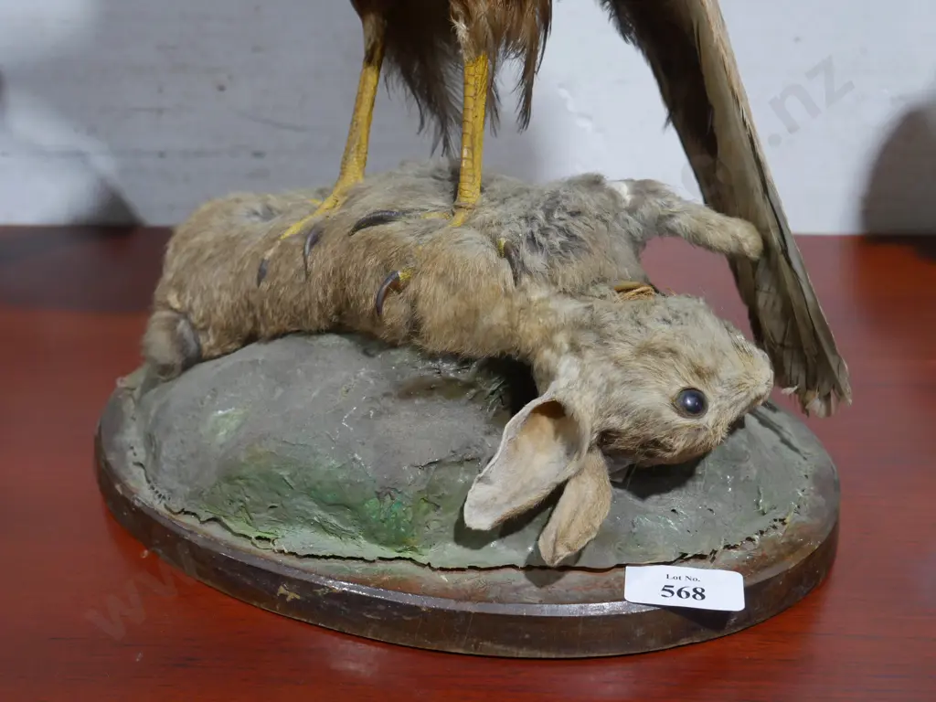 Taxidermy hawk display Image 1++