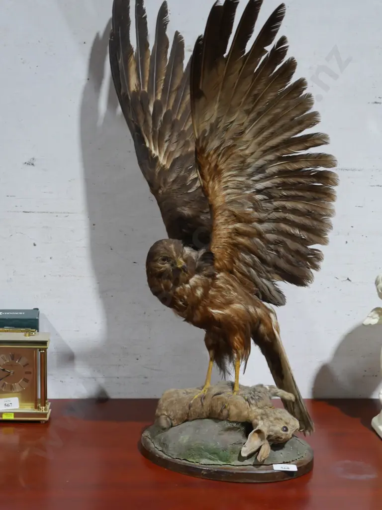 Taxidermy hawk display Image 1++