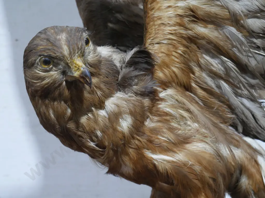 Taxidermy hawk display Image 1++