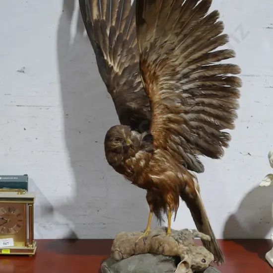 Taxidermy hawk display