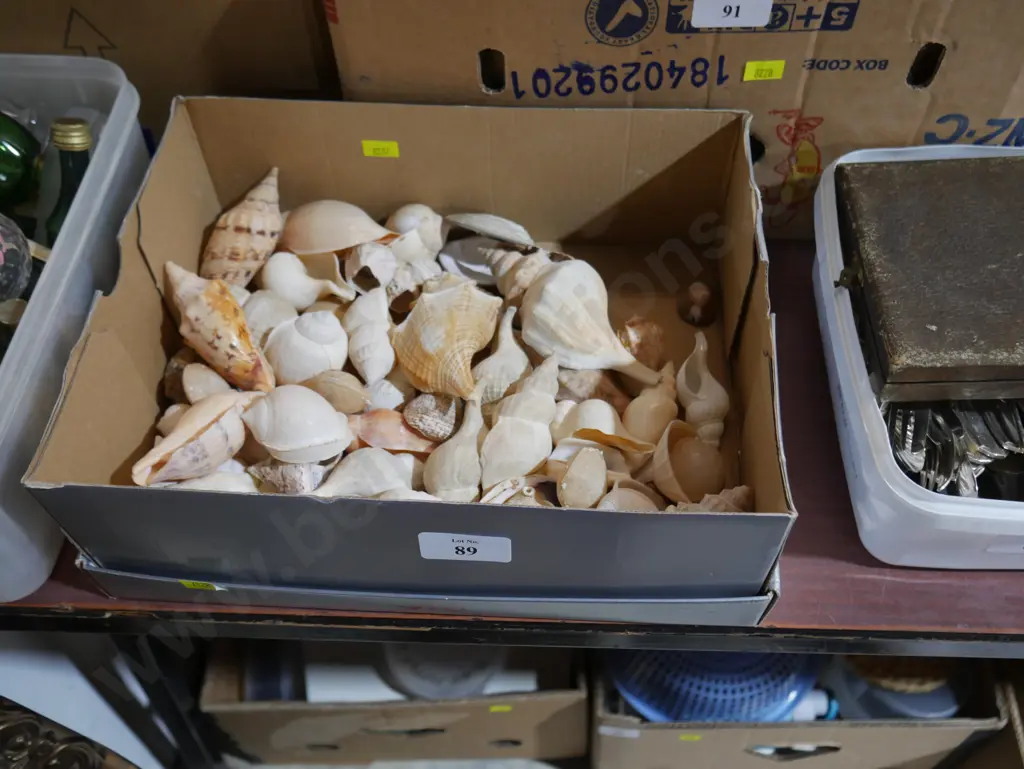 Shells Image 1++