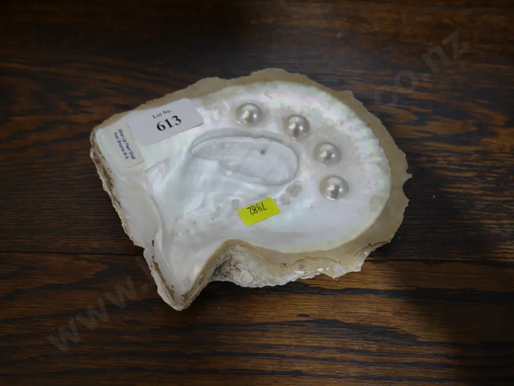 Silver lip pearl shell from Broome Australia Image 1++