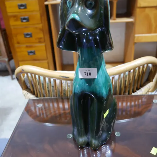 Blue mountain dog