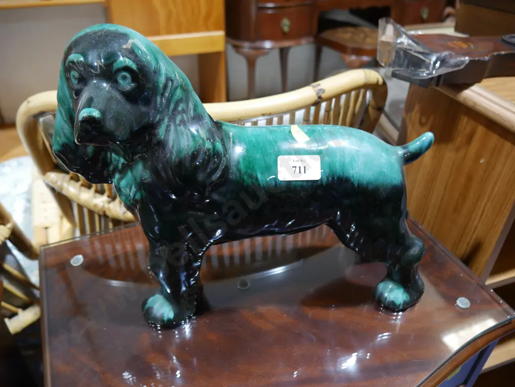 Blue mountain dog Image 1++