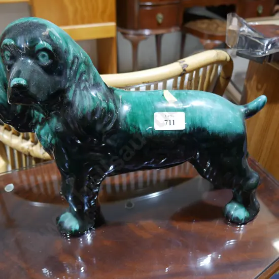 Blue mountain dog
